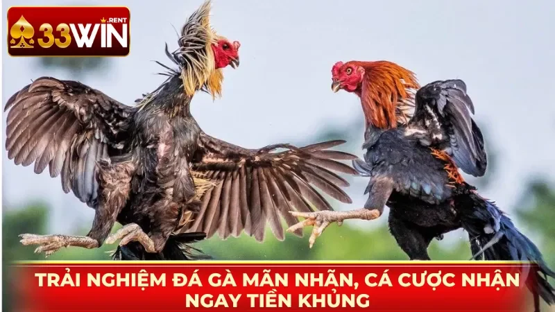 Trải nghiệm đá gà mãn nhãn, cá cược nhận ngay tiền khủng